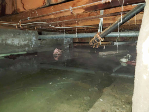 Best Basement water damage restoration  in Nixon, TX